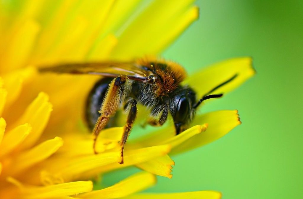 Biodiversità: la strage silenziosa degli impollinatori