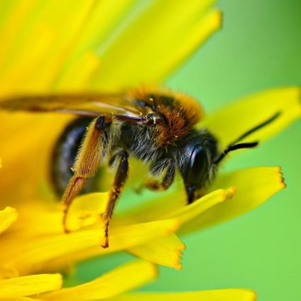 Rinnovabili • Biodiversità: la strage silenziosa degli impollinatori