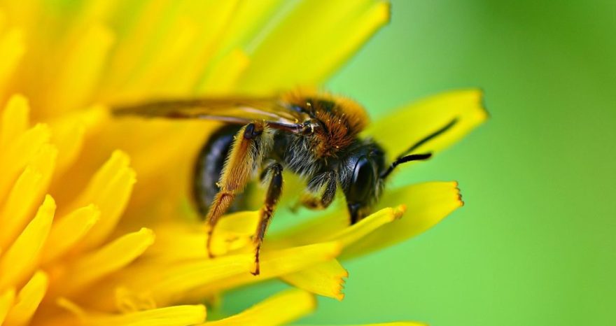 Rinnovabili • Biodiversità: la strage silenziosa degli impollinatori