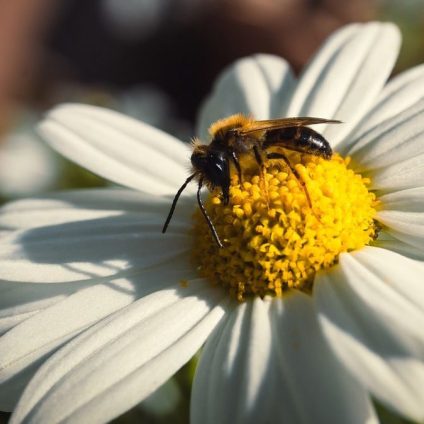 Rinnovabili • Pesticidi: primi passi dell’EFSA verso la valutazione integrata