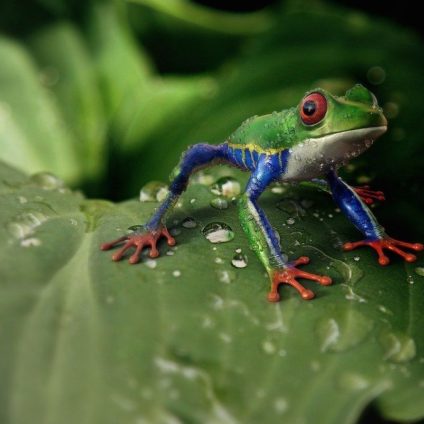 Rinnovabili • Cintura tropicale della pioggia: il climate change porta siccità e insicurezza alimentare