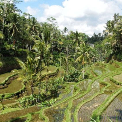 Rinnovabili • Deforestazione: allarme foreste tropicali, resiste solo il Congo