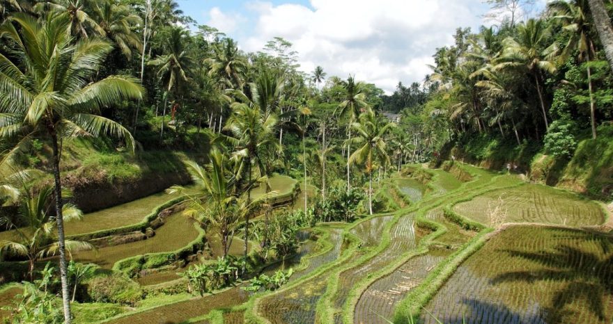 Rinnovabili • Deforestazione: allarme foreste tropicali, resiste solo il Congo