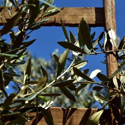 Rinnovabili • Xylella fastidiosa