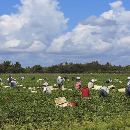 Rinnovabili • Riforma della PAC: i diritti dei lavoratori spaccano i negoziati