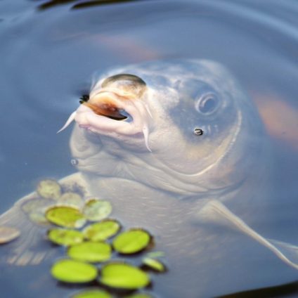 Rinnovabili • Estinzione di massa: a rischio 6mila specie di pesci d’acqua dolce