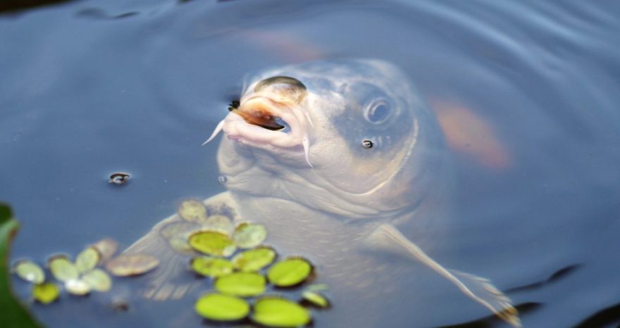 Rinnovabili • Estinzione di massa: a rischio 6mila specie di pesci d’acqua dolce