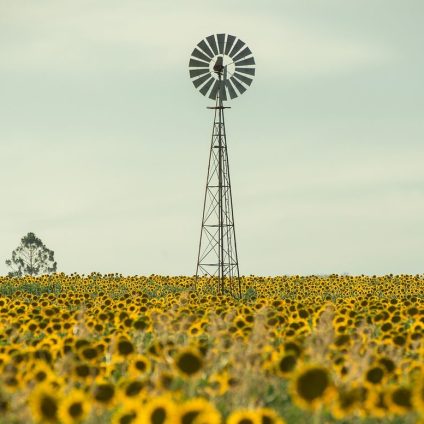 Rinnovabili • Impatti dei cambiamenti climatici sull'agricoltura