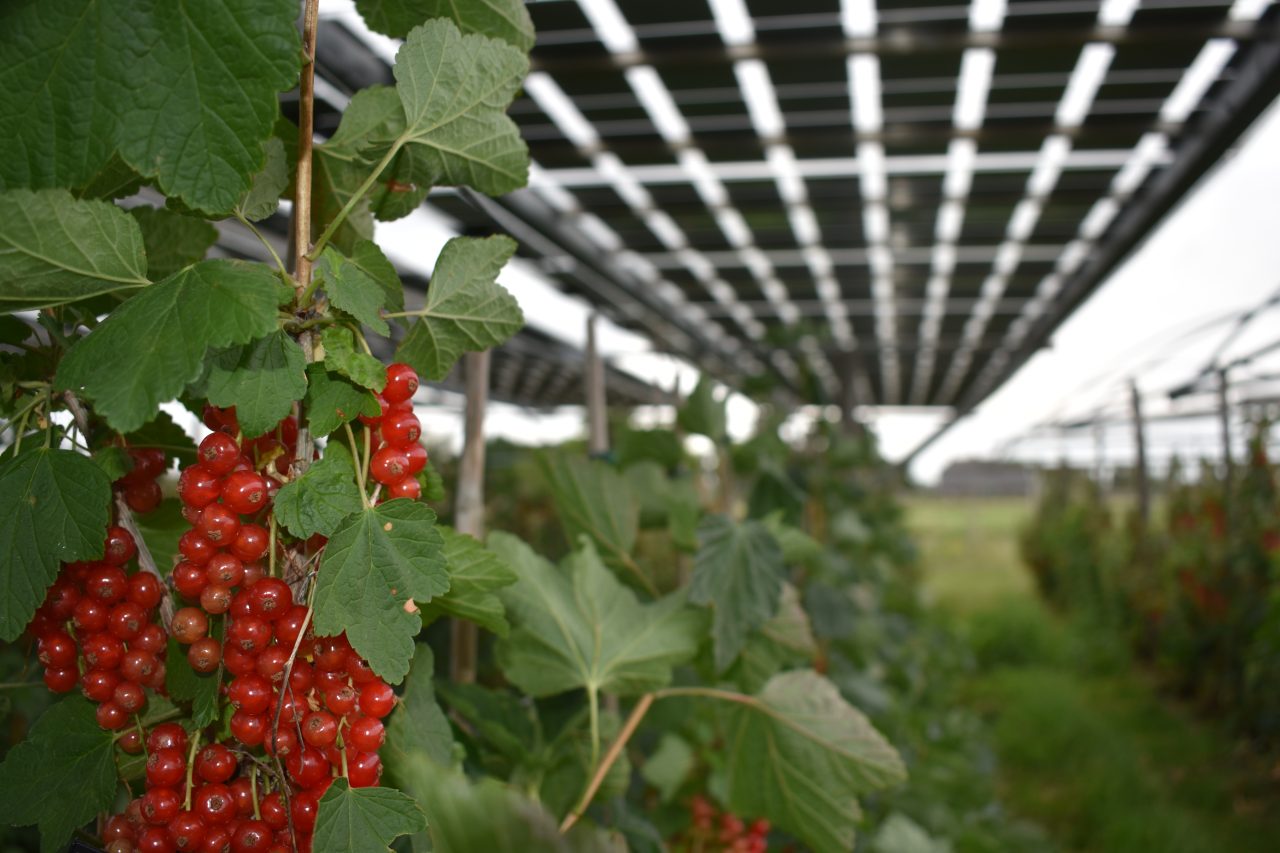 Rinnovabili • agro-fotovoltaico