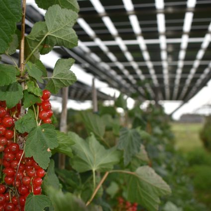 Rinnovabili • agro-fotovoltaico