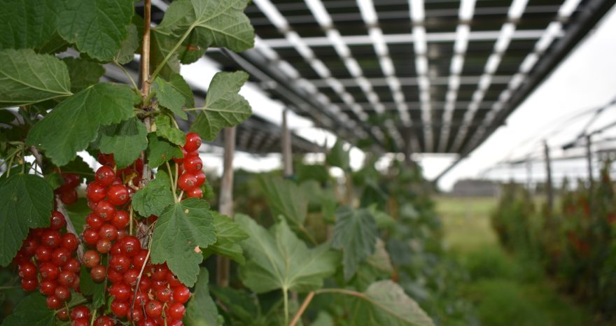 Rinnovabili • agro-fotovoltaico