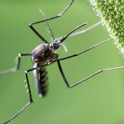 Rinnovabili • Biodiversità: il legame tra deforestazione e pandemia