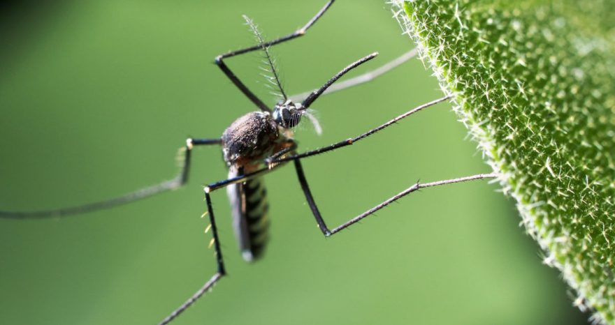 Rinnovabili • Biodiversità: il legame tra deforestazione e pandemia