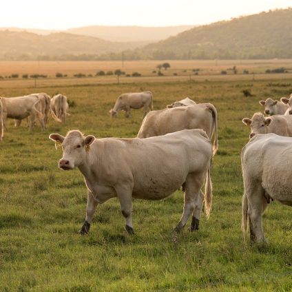 Rinnovabili • agricoltura allevamenti