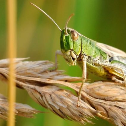 Rinnovabili • Disastri climatici: report FAO, sono triplicati in 50 anni