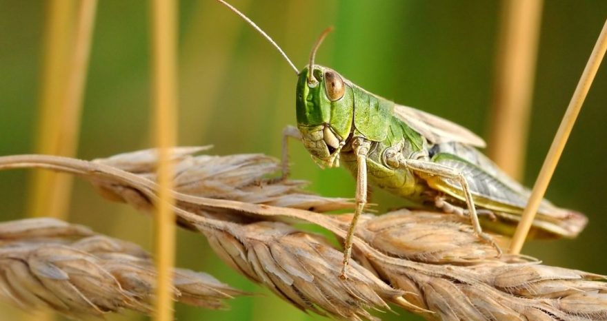 Rinnovabili • Disastri climatici: report FAO, sono triplicati in 50 anni