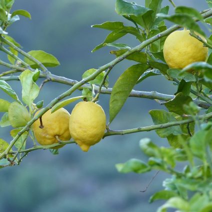 Rinnovabili • filiera agroalimentare