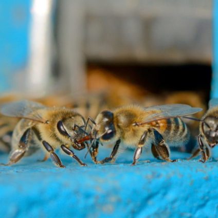 Rinnovabili • Pesticidi: ne usiamo di meno ma sono più letali di prima