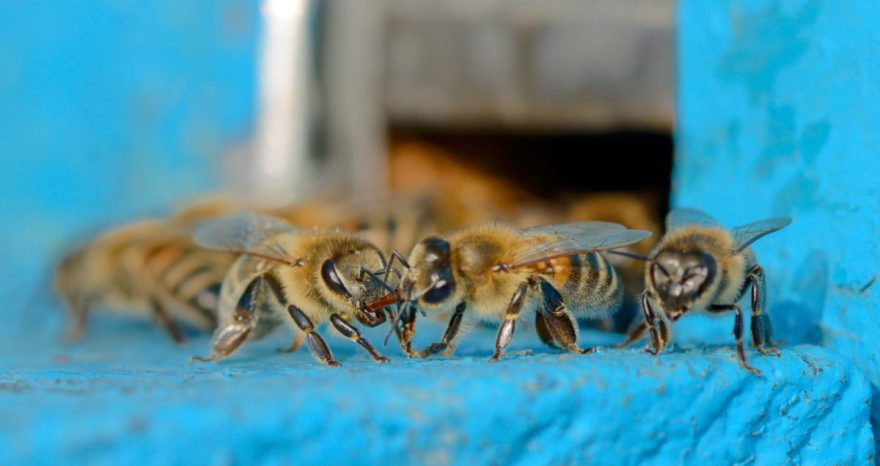 Rinnovabili • Pesticidi: ne usiamo di meno ma sono più letali di prima