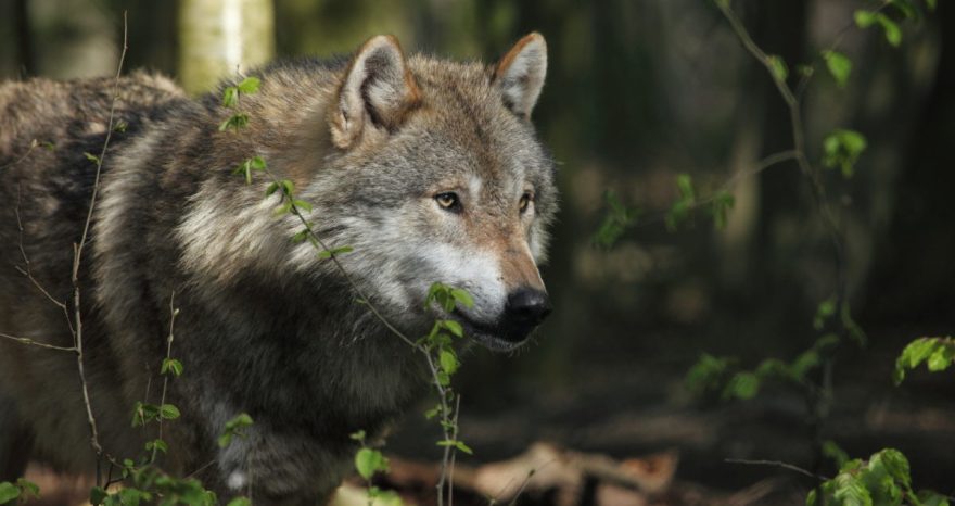 Rinnovabili • Biodiversità: solo il 3% degli ecosistemi è intatto