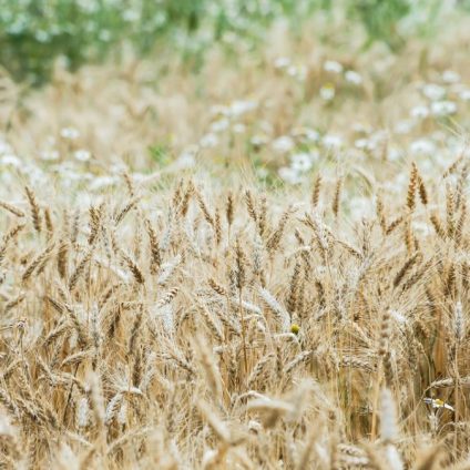 Rinnovabili • Riforma della Pac: la voce dei piccoli agricoltori