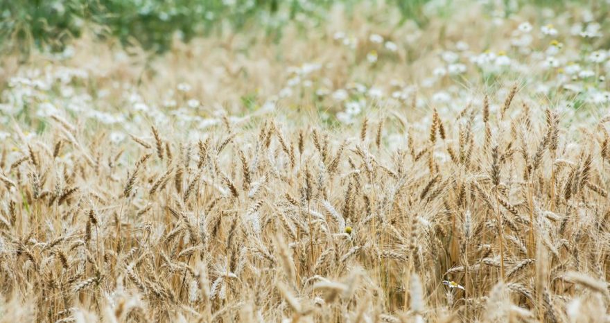 Rinnovabili • Riforma della Pac: la voce dei piccoli agricoltori