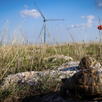 Rinnovabili • energie rinnovabili biodiversità