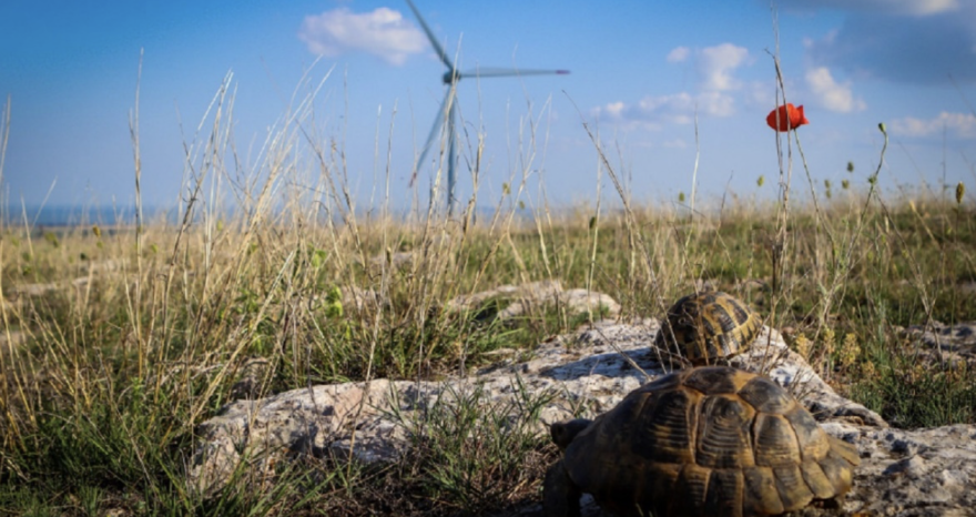 Rinnovabili • energie rinnovabili biodiversità