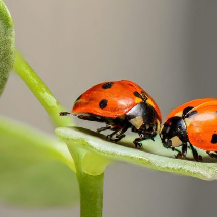 Rinnovabili • Biodiversità: i danni del sistema economico sulla diversità biologica