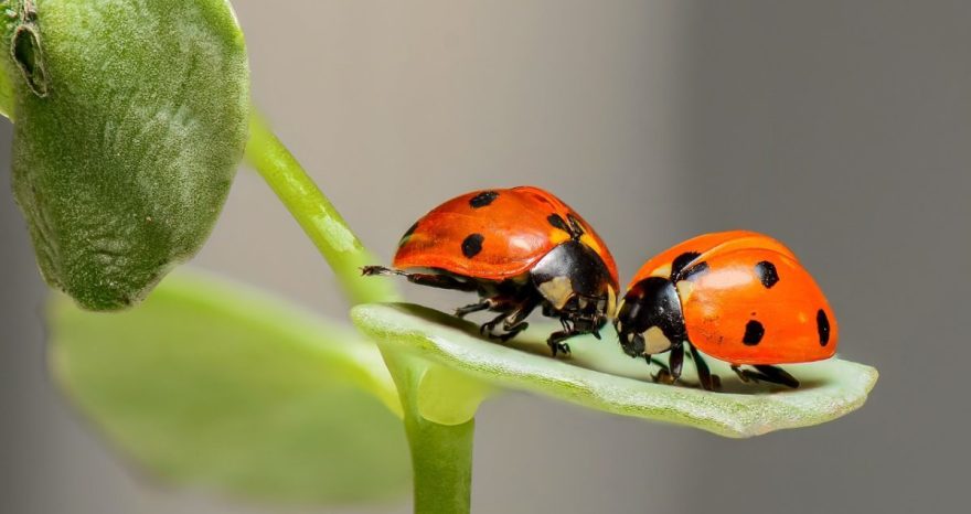 Rinnovabili • Biodiversità: i danni del sistema economico sulla diversità biologica