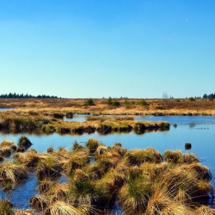 Rinnovabili • Tutela della biodiversità: Unep, servono 4.000 miliardi entro il 2050