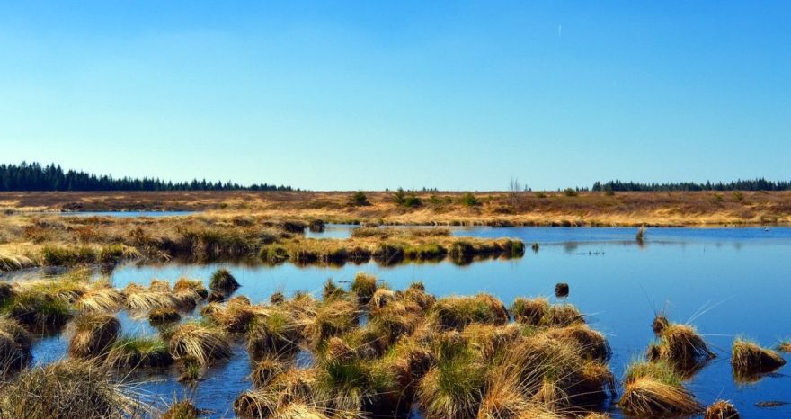 Rinnovabili • Tutela della biodiversità: Unep, servono 4.000 miliardi entro il 2050