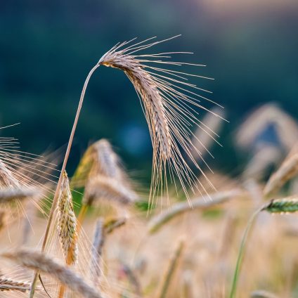 Rinnovabili • Politica Agricola Comune