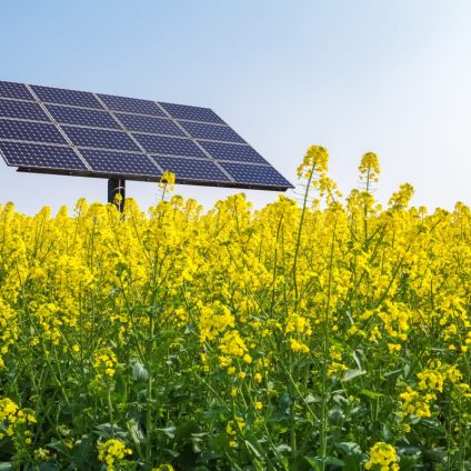 Rinnovabili • Fotovoltaico e biodiversità