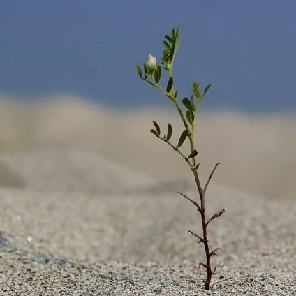 Rinnovabili • Importazioni agricole: il rischio siccità accerchia l’UE