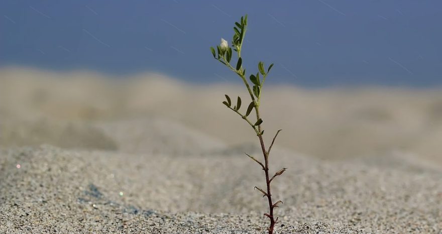 Rinnovabili • Importazioni agricole: il rischio siccità accerchia l’UE