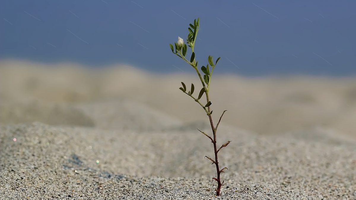 Rinnovabili • Importazioni agricole: il rischio siccità accerchia l’UE