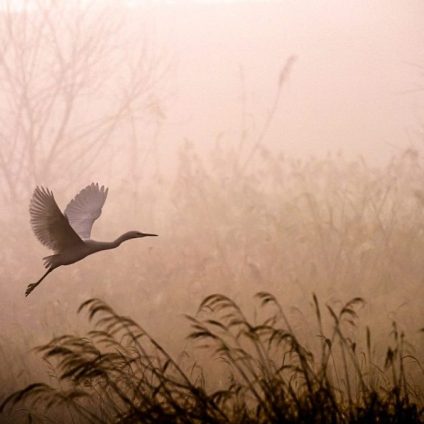 Rinnovabili • Strategia sulla biodiversità 2030: il parlamento UE alza l’asticella