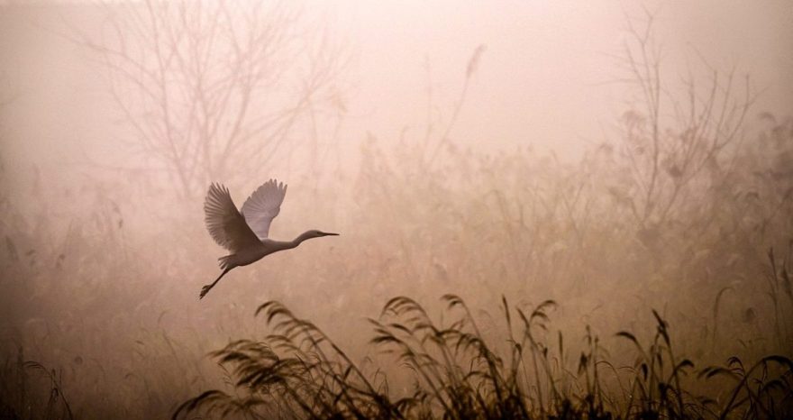 Rinnovabili • Strategia sulla biodiversità 2030: il parlamento UE alza l’asticella