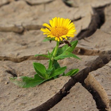 Rinnovabili • Giornata mondiale contro desertificazione e siccità