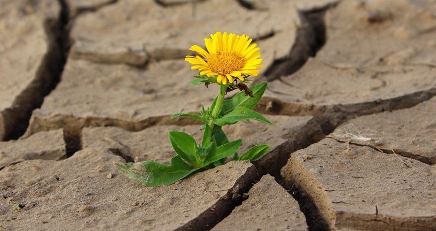 Rinnovabili • Giornata mondiale contro desertificazione e siccità