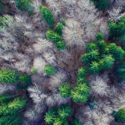 Rinnovabili • Pozzi di carbonio: l’UE fissa obiettivi vincolanti per legge