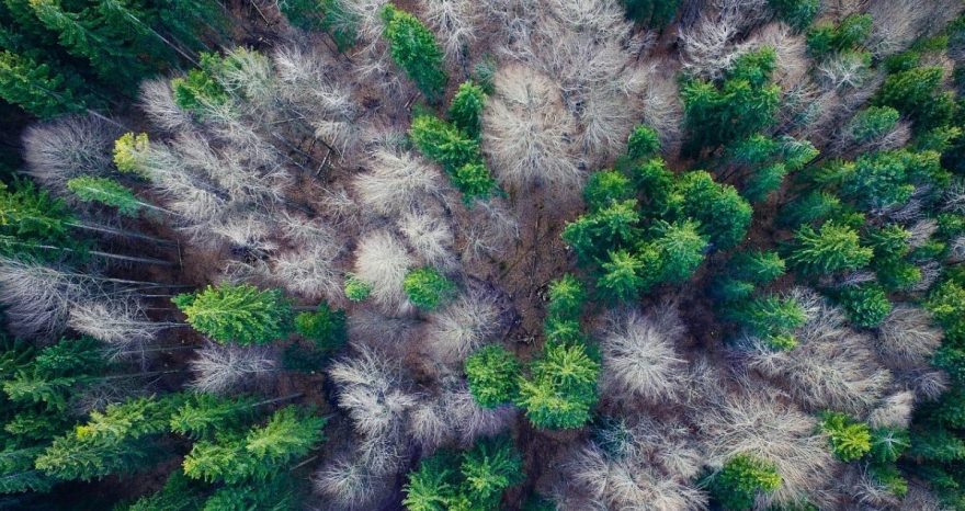 Rinnovabili • Pozzi di carbonio: l’UE fissa obiettivi vincolanti per legge