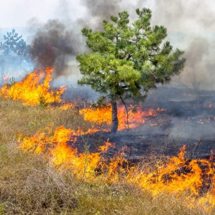 Rinnovabili • emergenza incendi