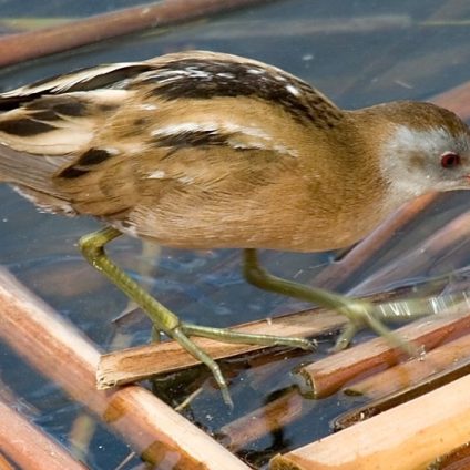 Rinnovabili • Biodiversità in Italia