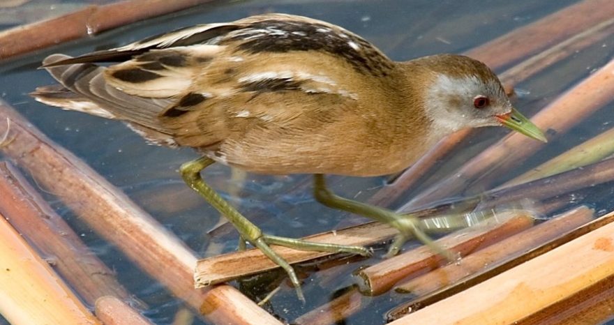 Rinnovabili • Biodiversità in Italia