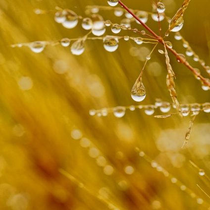 Rinnovabili • Il cambiamento climatico mette a rischio l'agricoltura