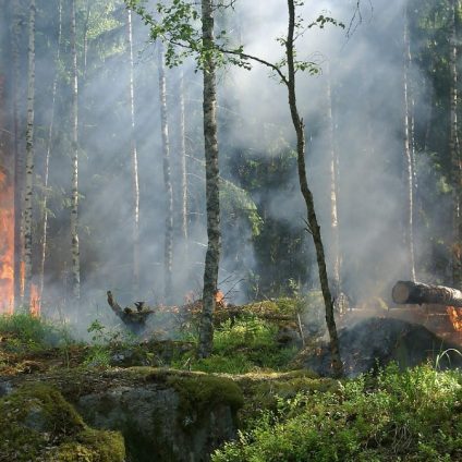 Rinnovabili • Incendi in Siberia: nel 2021 è già record assoluto