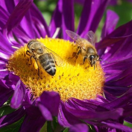 Rinnovabili • Glifosato: la Francia a processo per mancata tutela della biodiversità