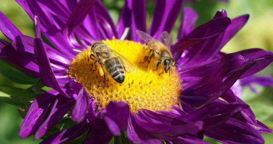 Rinnovabili • Glifosato: la Francia a processo per mancata tutela della biodiversità